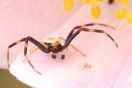 Misumène Variable