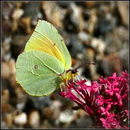 Jaune... Citron !