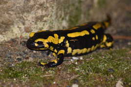 Rencontre d'un soir 2