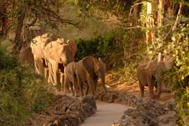 patrouille des éléphants