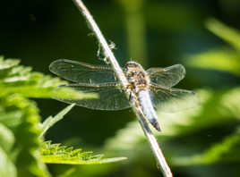 white dragonfly