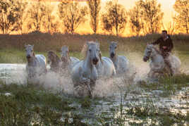 Chevaux de Camargue