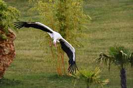Cigogne en vol
