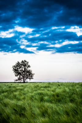 Auprès de mon arbre...