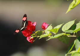 Papillon vermelho