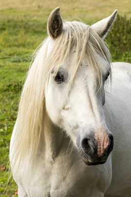 La jument de Michaud