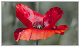 Comme un p'tit coquelicot