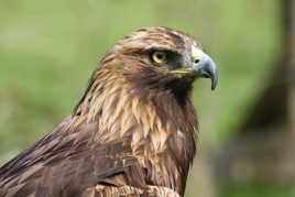 aigle