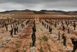 géométrie de la vigne
