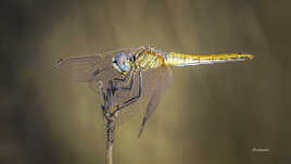 femelle Sympetrum de Fonscolombe