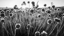 Fleurs de bord de mer