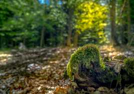 Petit matin en forêt