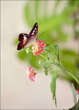 Papillon argentique