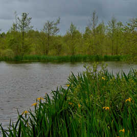 marais du grand Hazé (3)