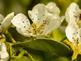 Fleurs de cerisier