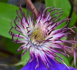 Coeur de cmématite 2