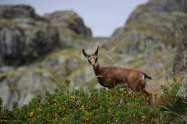 Je t'observe de loin et parfois de près.