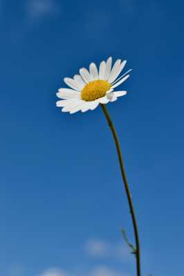 pâquerettes sous son ciel bleu