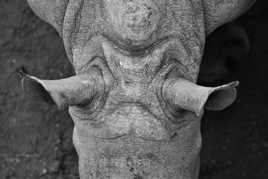 oreilles de rhino