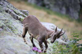 L'Épanouissement du Bouquetin en Montagne