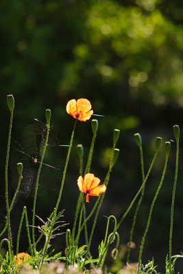 Les couleurs chaudes du petit matin.