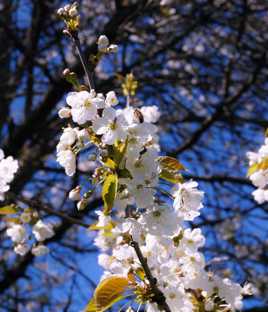 le merisier aux abeilles