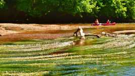 rapide dans la Vésere...Périgord noir