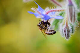 abeille et bourrache (3)