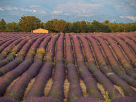 Les rouleaux de Valensole V3