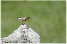Décollage du Traquet Motteux juvénile