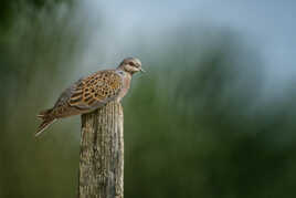 Tourterelle des bois