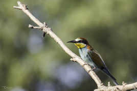 Guêpier ou chasseur d'Afrique