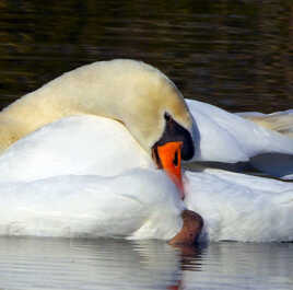 un cygne d etang