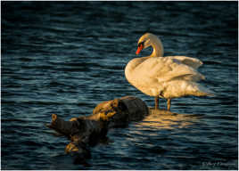 Le cygne doré