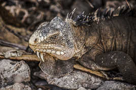 Iguane