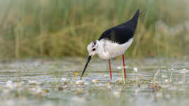 Dans les renoncules en fleurs