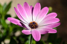 L'Osteospermum