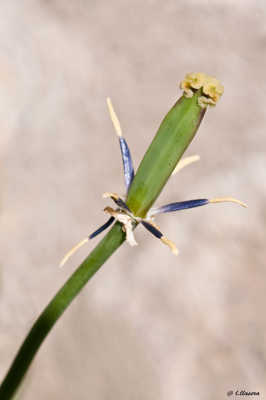 tulipe fané