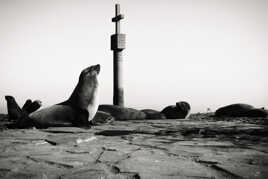 Les témoins du divin