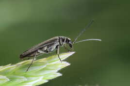 Oedemerinae