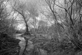 Au pays de l'Arbre Coeur