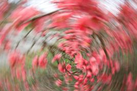 Tourbillon de fleurs