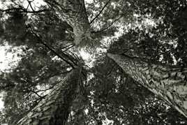 Ces Géants qui côtoient les étoiles