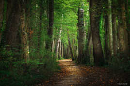 Forêt de Chenonceau