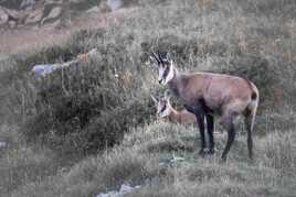 Chamois de Chartreuse et son petit