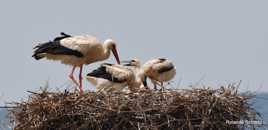 Famille de cigognes