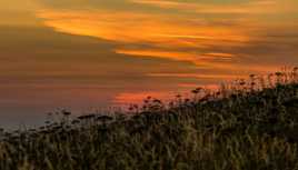 Pres au coucher du soleil