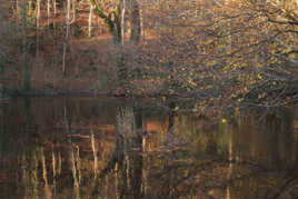 Reflet d'automne