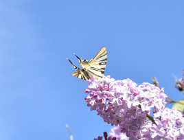 papillon dans le lilas