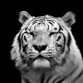 Mon tigre blanc 